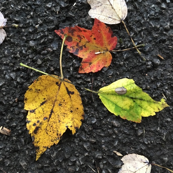 Meet your Posher, Lucia - Picture 2 of 2